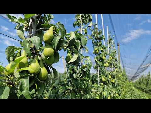 Grusze. Jakie „nowości” przyniesie ten sezon? [zapis webinaru]