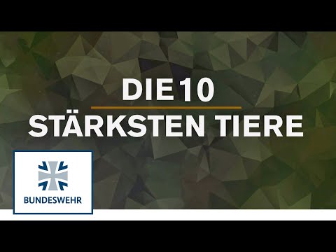 Die 10 stärksten Tiere | Bundeswehr