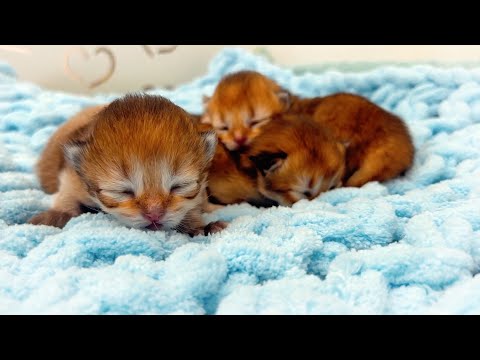 What Happens When Kittens Grow Up in Only 7 Days?