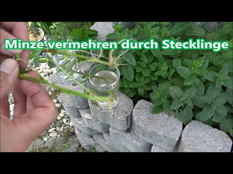Minze vermehren durch Stecklinge so klappt es garantiert Minze Ableger selber ziehen