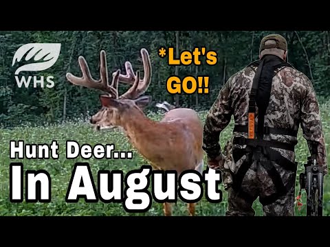 How To Hunt Deer In August