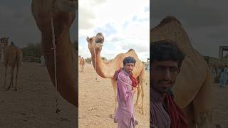 Camel Sound.. #desertlife #animalbehavior