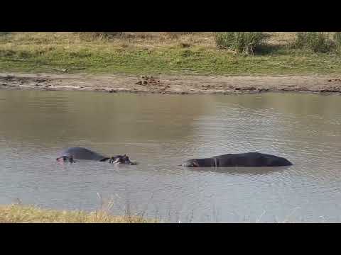 Djuma: Hippos - 15:30 - 09/09/2023