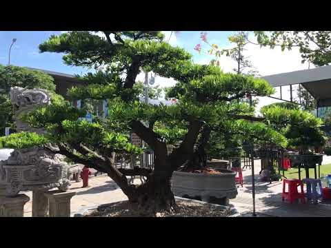 Quy Nhơn hội tụ nhiều cây cảnh khủng long năm 2022