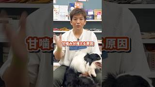 甘噛みが増える理由3選 #犬のいる暮らし #あるある