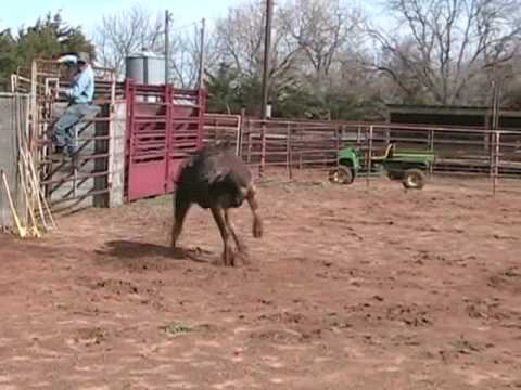 #537 - Son of #229 Hostage