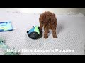 Cavapoo dogs for sale: Stanley - Video 1