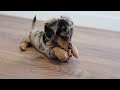 Miniature Dachshund dogs for sale: Pippa - Video 1