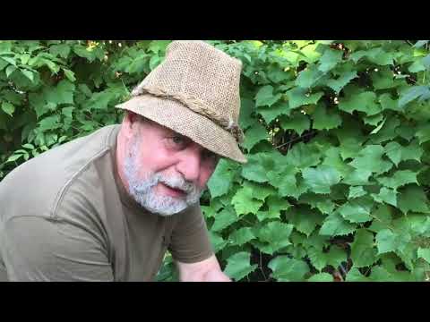 Robimy masło w pralce frania