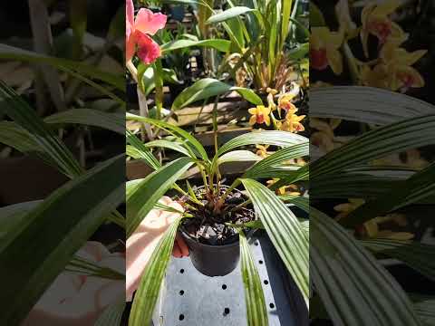 ZAP 11940050033 pedido de Silvânia de Goiás @Mais Orquídeas #flores #plantas #orquideas #jardim