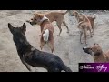 Dog Mating Dog Meeting Dog Fight Dog Hunting Naughty Dog Natural Nature Animals Funnyvideo