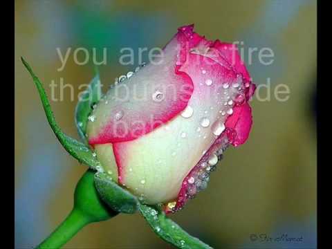 I never thought that i could love By Dan Hill Lyrics