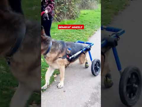 Best wheelchair for dogs #shorts