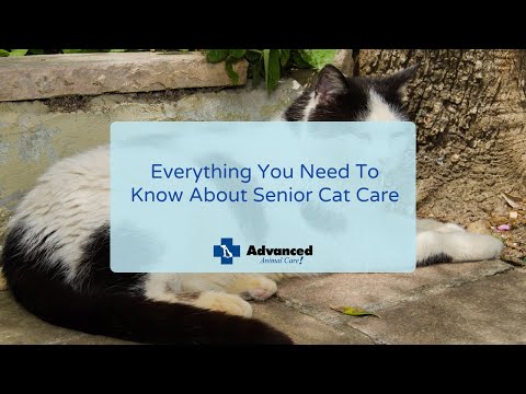 Everything You Need To Know About Senior Cat Care