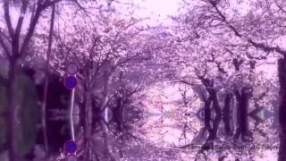 preview picture of video 'Cherry Blossom Tunnel - Tama Reien (Fuchu, Tokyo) / サクラのトンネル 多磨霊園参道 2014 (府中)'