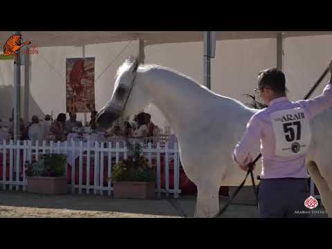 N 57 WILDONA   2020 Menton Mediterranean and Arab Countries Arabian Horse Championship   4 6 Years O