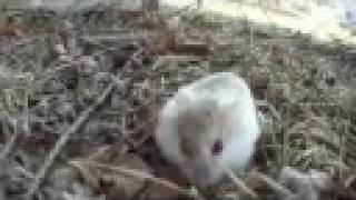 preview picture of video 'Abandoned Hamster'