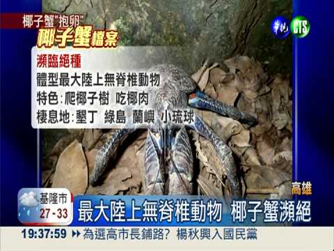 保育椰子蟹抱卵 小琉球現蹤