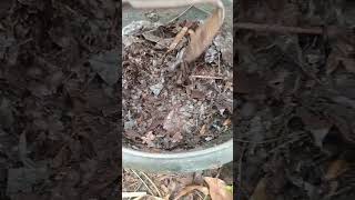 Download lagu MANTAP!! Kompos Daun Kering plus Kohe Kambing #farming #organik #tambulampot #kompos #gardeningtips mp3