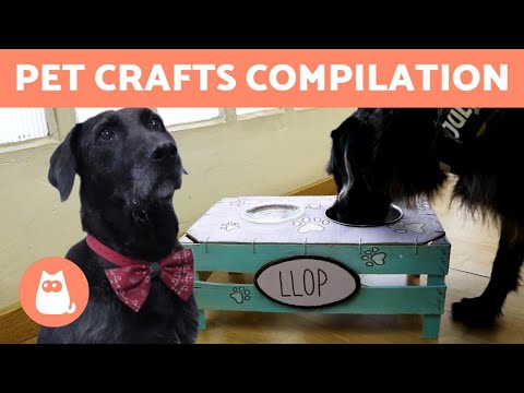 Are Elevated Dog Bowls Good or Bad? - Pros and Cons