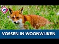 Tamme vossen bezoeken regelmatig Haagse woonwijken - OMROEP WEST