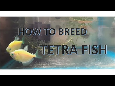 TETRA FISH 100 % BREEDING SUCCESFUL// Fish Breeding Tutorial 4