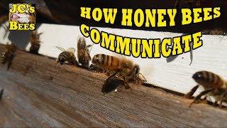 preview picture of video 'How Honey Bees Communicate Part 1 (Pheromones)'