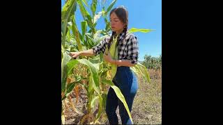 Como quisiera volver - Los Temerarios