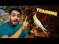1000 Rupee Ke Parrot Ko Training Kese De How To Train A Cockatiel Bird