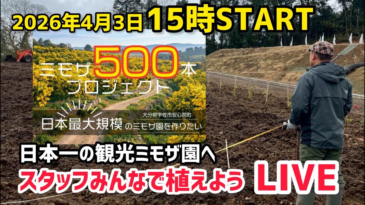 日本一のミモザ園に向けてみんなで植え付け作業！クラファン応援お願いします！