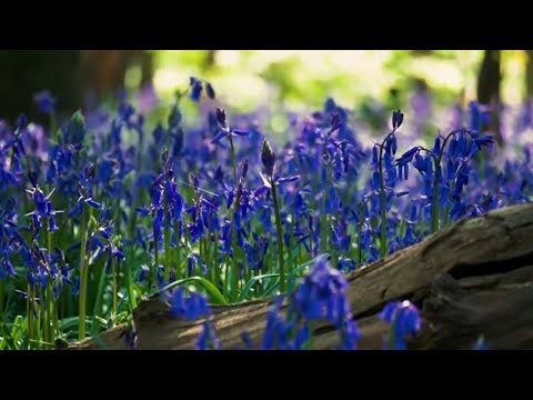 Ecco il mio servo (Frisina)