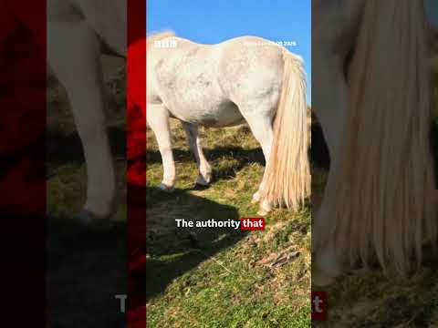 Human poo and maggot-infested food left behind at beauty spot. #Wales #BBCNews