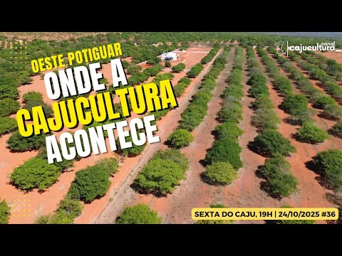 ONDE A CAJUCULTURA ACONTECE (SEXTA DO CAJU - 36ª EDIÇÃO )