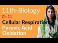 FSc Part 1 Biology, Ch 11 - Pyruvic Acid Oxidation - 11th Class Biology