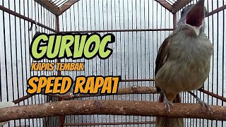 Download lagu ✅Kapas Tembak Gacor speed rapat-Masteran paling mudah diterekam mp3