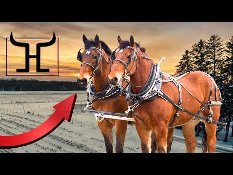 Batman & Robin | Beginner Safe Percheron Belgian Cross Draft Horse Team