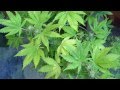 Marijuana Week 5 Flowering 2011 