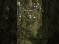 Old Man's Beard Moss #shorts