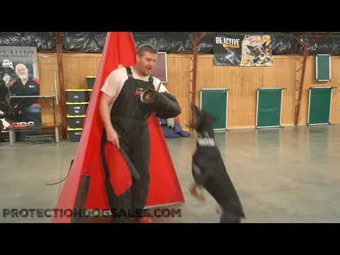 The Force Is Strong With "Solo" 14 MO Doberman Superior Protection & Other Worldly Obedience WOW