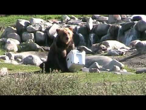 Bear vs. YETI | YETI Coolers