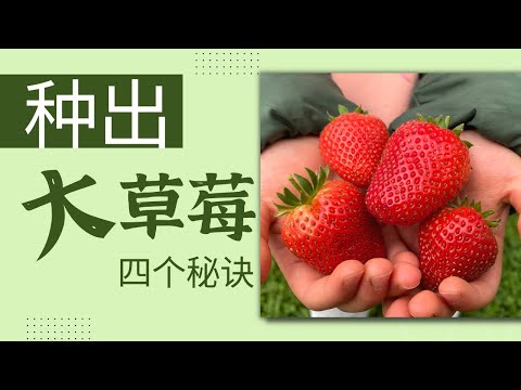 草莓屬性
