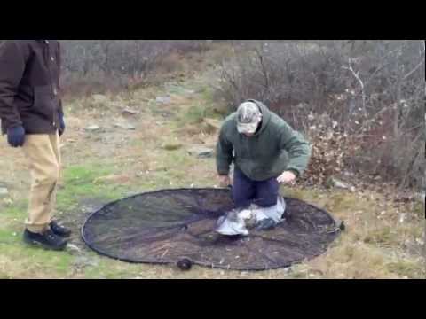 Trapping an Immature Red-tailed Hawk