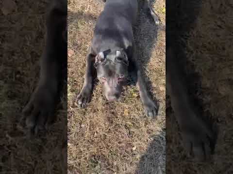 Blaze, an adopted Cane Corso in Yonkers, NY_image-1