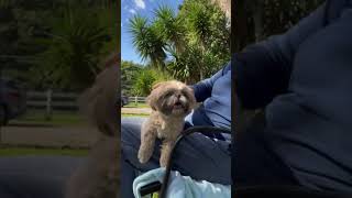 Video preview image #1 Shih Tzu Puppy For Sale in Weston, FL, USA