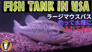 Fish tank in USA ラージマウスバス　５５ガロンの水槽に投入　初日
