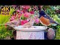 Cat TV for Cats to Watch 😺 Cute Spring Birds Little Squirrels 🐿 8 Hours 4K HDR