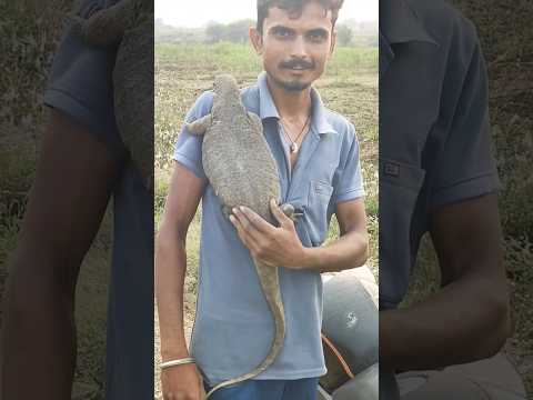 😱 Big monitor lizard (घोरपड) 😲 #shorts #trending #shortsfeed #viralvideo #animals #monsterlizard