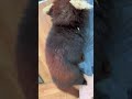 nuanbao is too clingy#shortvideo #shorts #adorable #love #lovely #funny