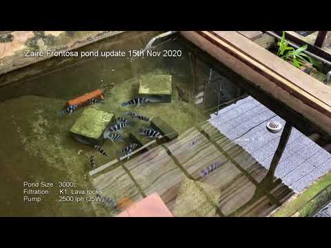 Zaire Frontosa Pond update 15th Nov 2020