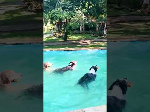 Conheça nosso Resort para Cães: Tunghat's Resort - A casa de férias do seu cão